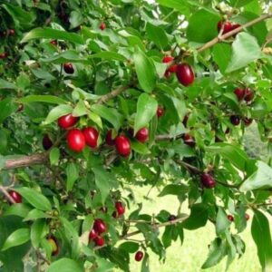 Кизил Коралловый купить по цене от 420.00р. в интернет-магазине «Посадика» с доставкой почтой в в Москве и по всей России – [изображение №1].