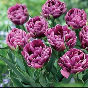 Тюльпан Айс Крим купить по цене от 430р. в интернет-магазине «Посадика» с доставкой почтой в в Москве и по всей России – [изображение №1].