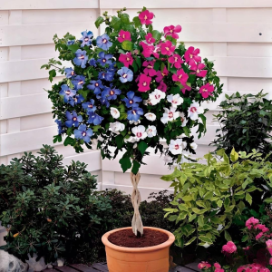 Гибискус-Дерево Триколор купить по цене от 289р. в интернет-магазине «Посадика» с доставкой почтой в в Москве и по всей России – [изображение №1].