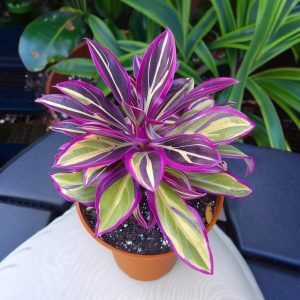 Хоста Сильвер Стик купить по цене от 650р. в интернет-магазине «Посадика» с доставкой почтой в в Москве и по всей России – [изображение №1].