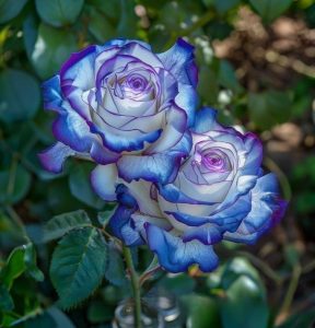 Роза Пэтолз Хоуп купить по цене от 333р. в интернет-магазине «Посадика» с доставкой почтой в в Москве и по всей России – [изображение №1].