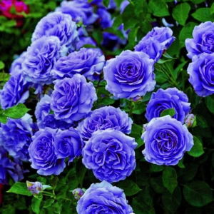 Роза Блю Мун купить по цене от 450р. в интернет-магазине «Посадика» с доставкой почтой в в Москве и по всей России – [изображение №1].