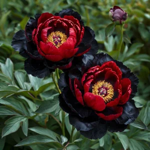 Пион Эбеновый Рубин купить по цене от 419р. в интернет-магазине «Посадика» с доставкой почтой в в Москве и по всей России – [изображение №1].