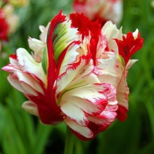 Тюльпан Эстелла Рижнвельд купить по цене от 500р. в интернет-магазине «Посадика» с доставкой почтой в в Москве и по всей России – [изображение №1].