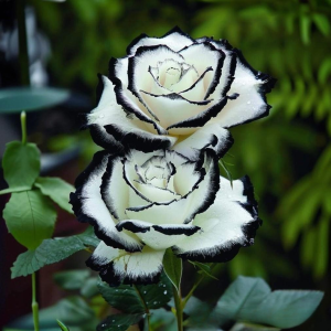 Роза Силк Ивин купить по цене от 319р. в интернет-магазине «Посадика» с доставкой почтой в в Москве и по всей России – [изображение №1].