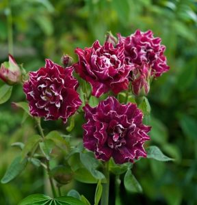 Роза Опаловый Пейзаж купить по цене от 490р. в интернет-магазине «Посадика» с доставкой почтой в в Москве и по всей России – [изображение №1].