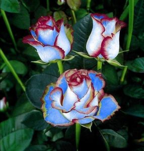 Роза Сафайер Пэтл купить по цене от 450р. в интернет-магазине «Посадика» с доставкой почтой в в Москве и по всей России – [изображение №1].